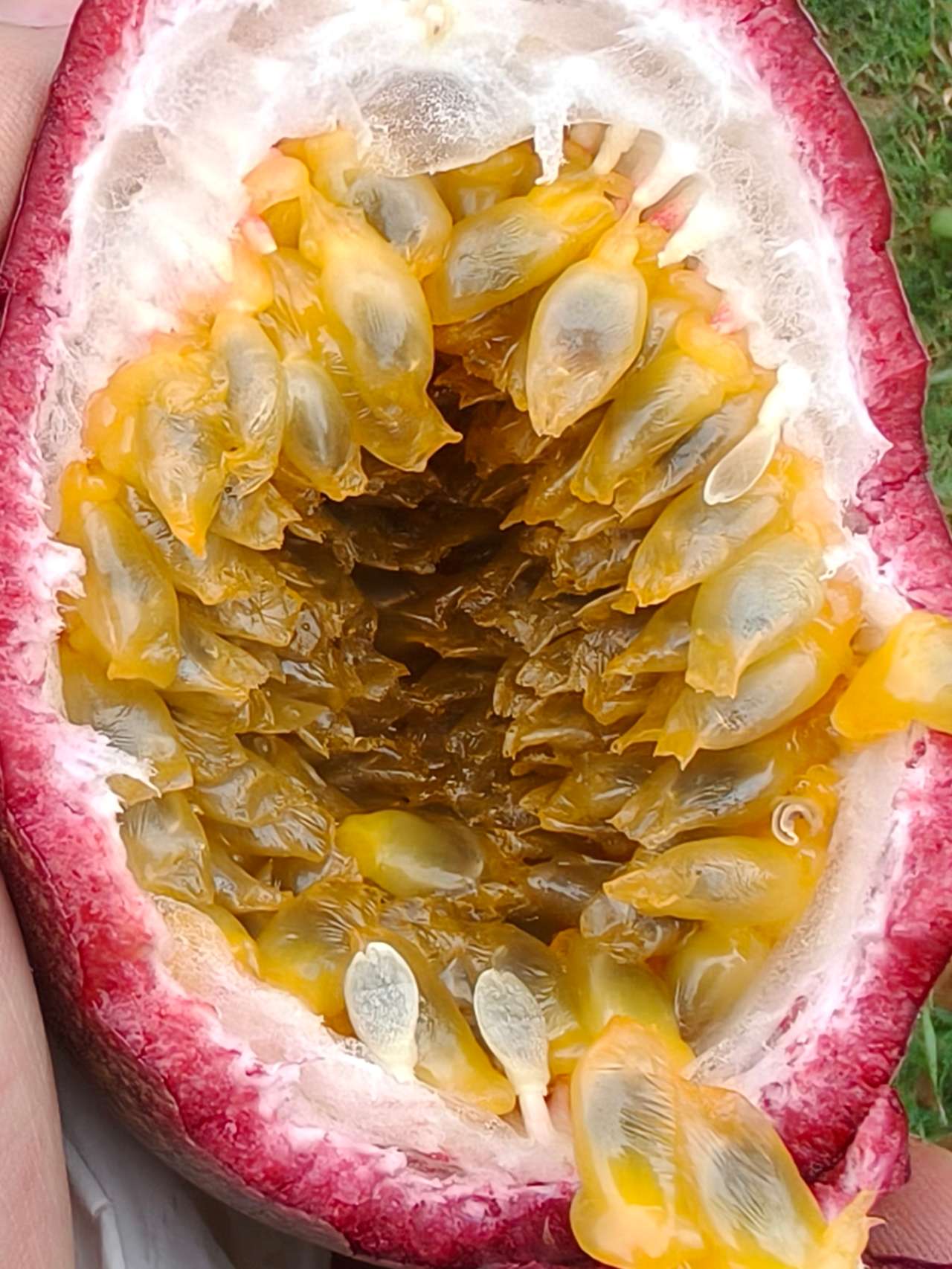特色果实